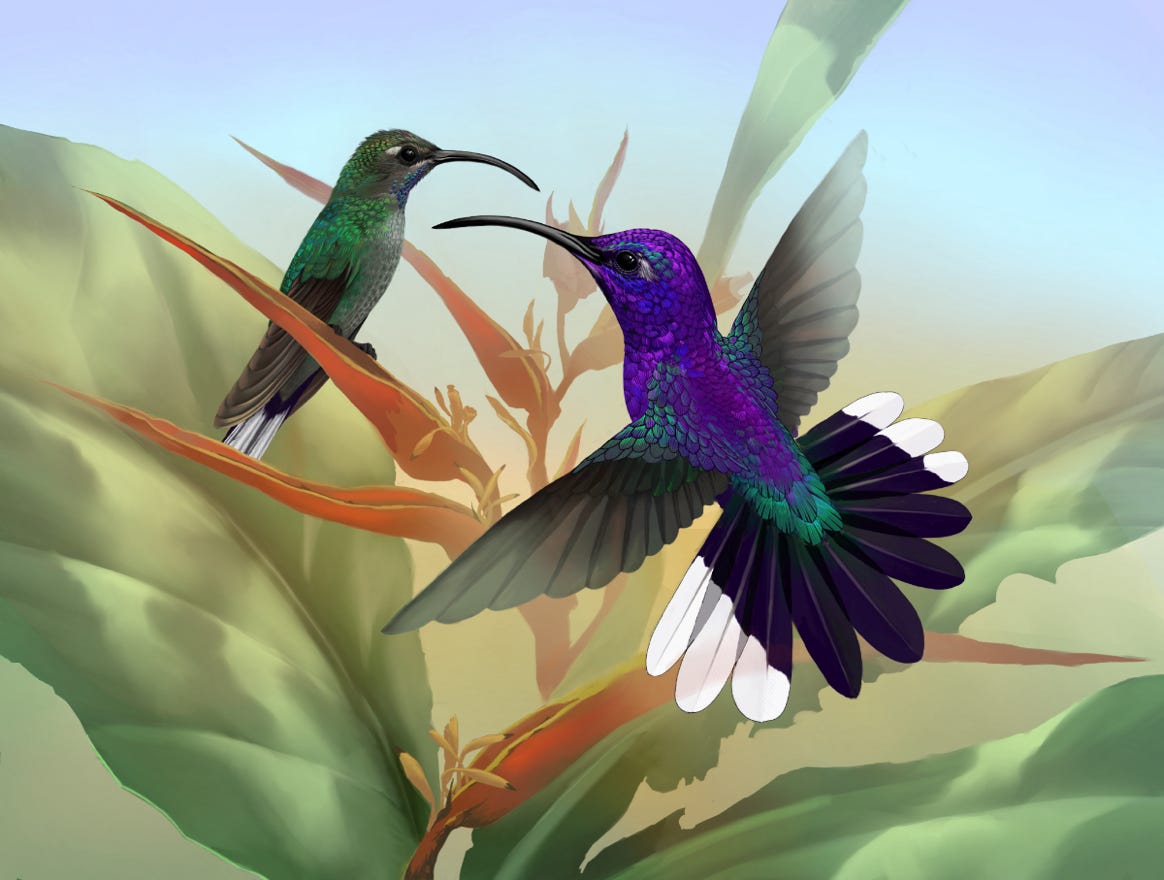 Original art by Bryan Pollock. Atelier trained, Bryan brings the mastery of fine art of line drawing and oil painting to the digital medium. Using Procreate software / app. Family Trochilidae Genus Campylopterus. Common to Costa Rica. 