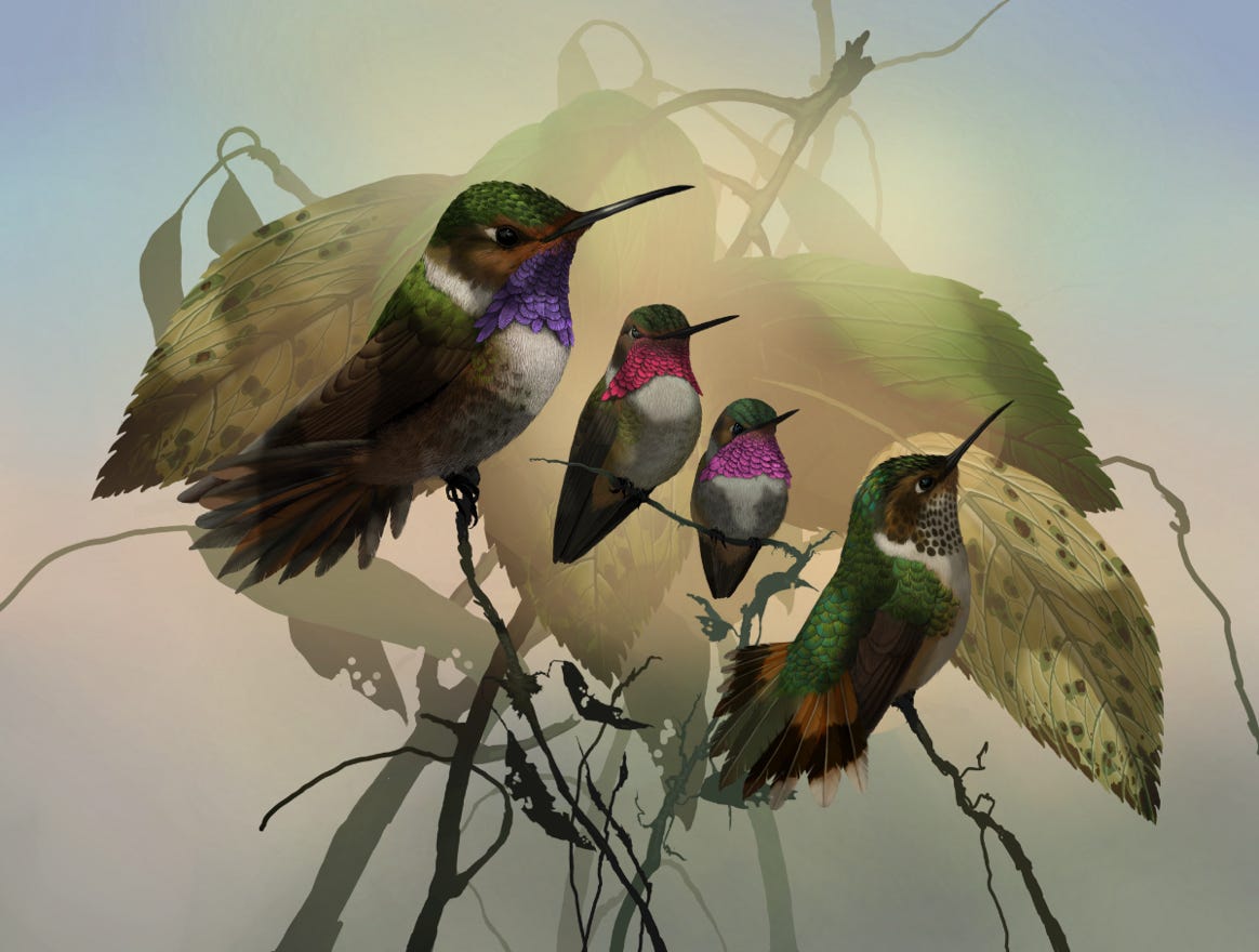Endemic to Costa Rica and western Panama. Original art by Bryan Pollock. Atelier trained, Bryan brings the mastery of fine art of line drawing and oil painting to the digital medium. Using Procreate software / app. Family Trochilidae Genus Selasphorus. 