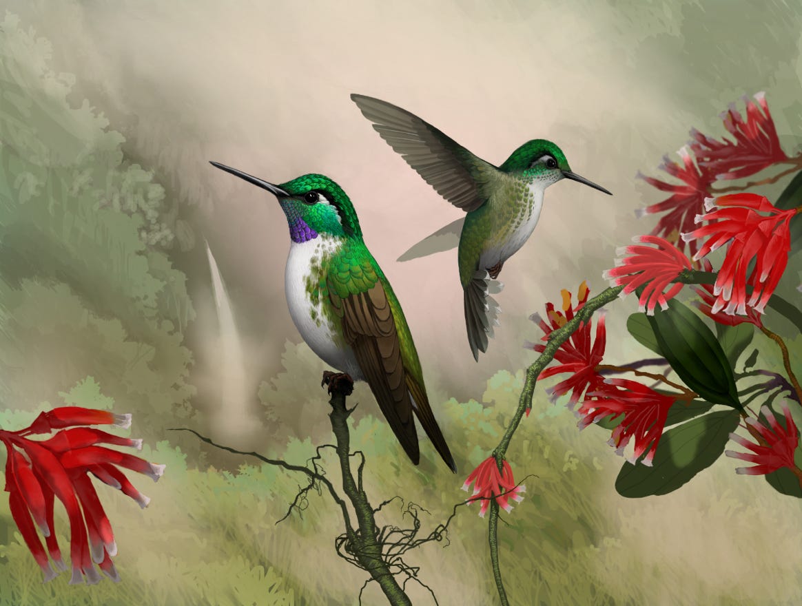 Endemic to Costa Rica and western Panama. Original art by Bryan Pollock. Atelier trained, Bryan brings the mastery of fine art of line drawing and oil painting to the digital medium. Using Procreate software / app. Family Trochilidae Genus Lampornis. 