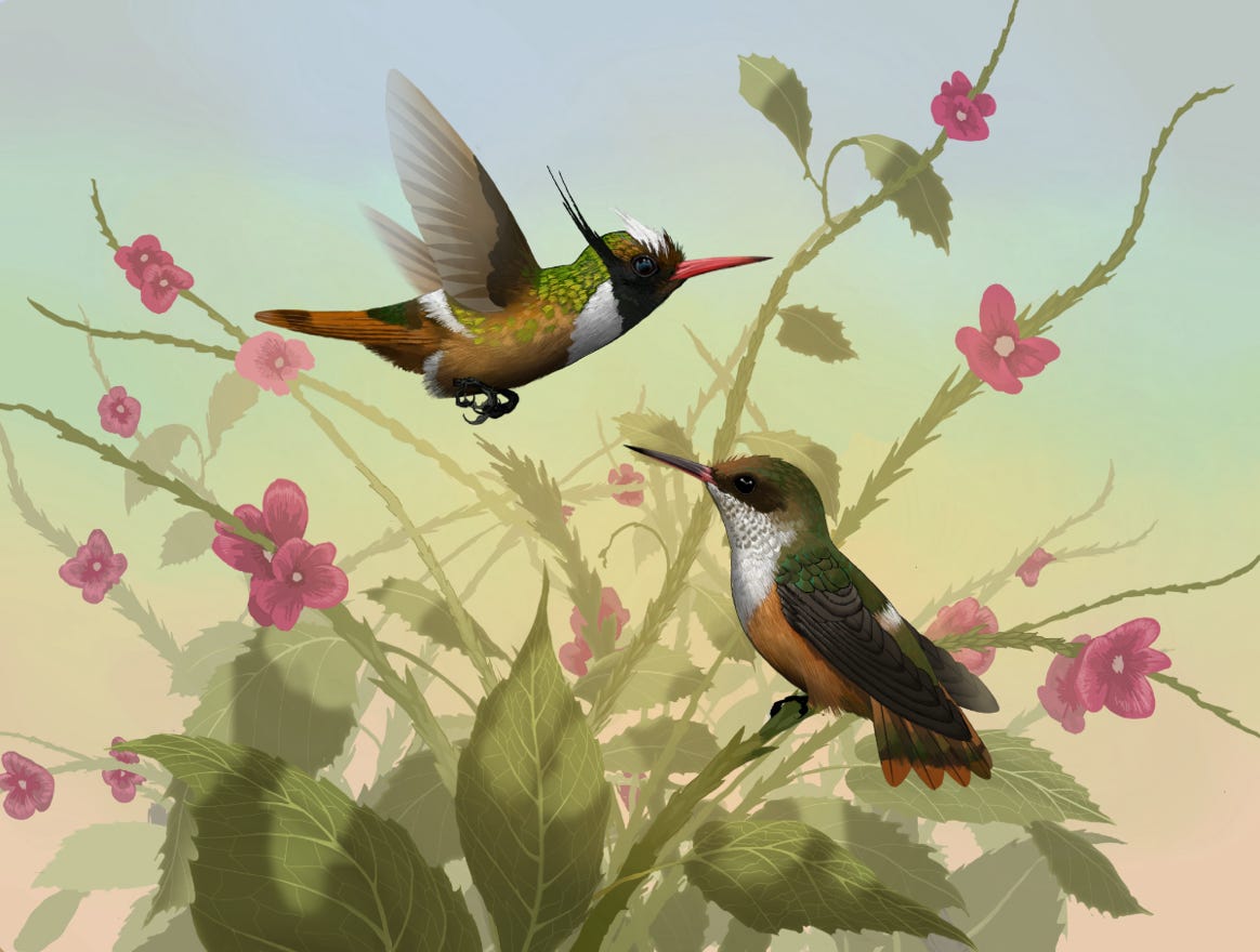 Endemic to Costa Rica and western Panama. Original art by Bryan Pollock. Atelier trained, Bryan brings the mastery of fine art of line drawing and oil painting to the digital medium. Using Procreate software / app. Family Trochilidae Genus Lophornis. 