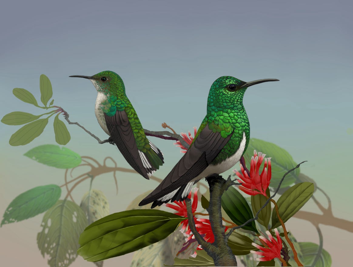 Endemic to Costa Rica and western Panama. Original art by Bryan Pollock. Atelier trained, Bryan brings the mastery of fine art of line drawing and oil painting to the digital medium. Using Procreate software / app. Family Trochilidae Genus Elvira. 