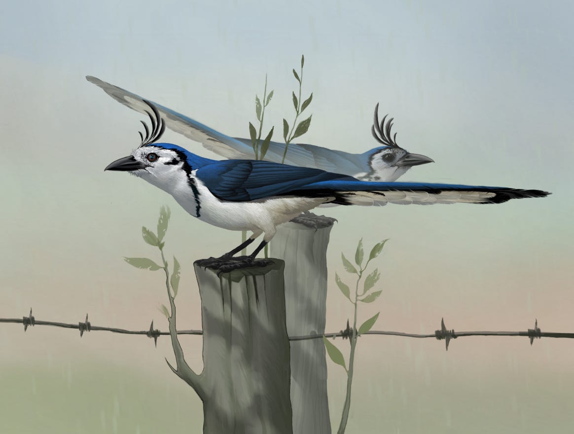 Original art by Bryan Pollock. Atelier trained, Bryan brings the mastery of fine art of line drawing and oil painting to the digital medium. Using Procreate software / app.   Family Corvidae Genus Calocitta. Common to Costa Rica.