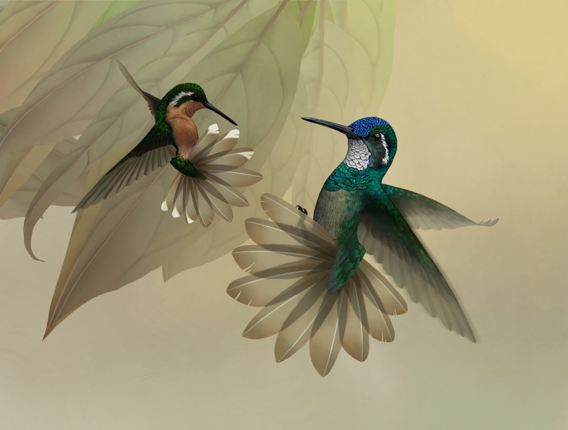 Endemic to Costa Rica and western Panama. Original art by Bryan Pollock. Atelier trained, Bryan brings the mastery of fine art of line drawing and oil painting to the digital medium. Using Procreate software / app. Family Trochilidae Genus Lampornis. 