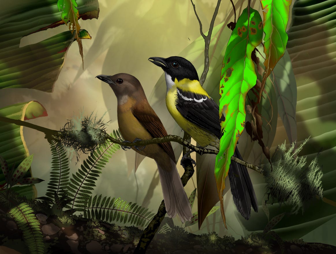 Endemic to Honduras, Nicaragua, Costa Rica and western Panama. Original art by Bryan Pollock. Atelier trained, Bryan brings the mastery of fine art of line drawing and oil painting to the digital medium. Using Procreate software / app.  Family Thraupidae Genus Lanio. Common to Costa Rica.