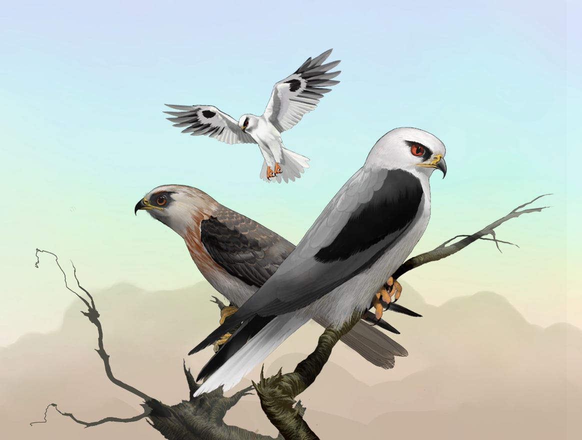 Original art by Bryan Pollock. Atelier trained, Bryan brings the mastery of fine art of line drawing and oil painting to the digital medium. Using Procreate software / app. Family Accipitridae Genus Elanus. Common to Costa Rica. 