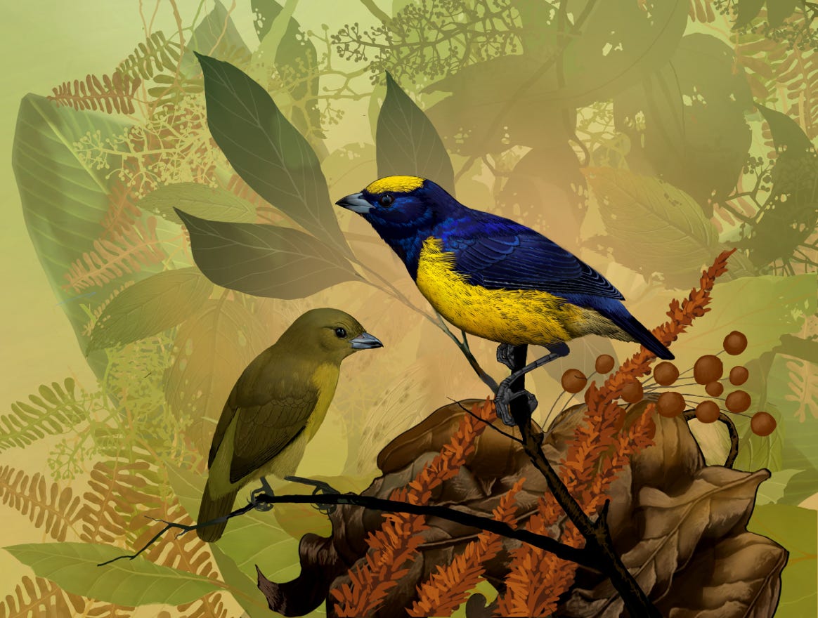 Endemic to Nicaragua, Costa Rica and Panama. Original art by Bryan Pollock. Atelier trained, Bryan brings the mastery of fine art of line drawing and oil painting to the digital medium. Using Procreate software / app.   Family Fringillidae Genus Euphonia. 