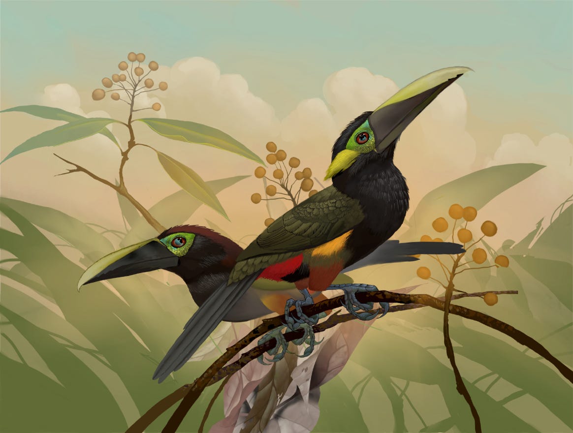 Endemic to Honduras, Nicaragua, Costa Rica, Panama and Columbia. Original art by Bryan Pollock. Atelier trained, Bryan brings the mastery of fine art of line drawing and oil painting to the digital medium. Using Procreate software / app. Family Ramphastidae Genus Selenidera. 