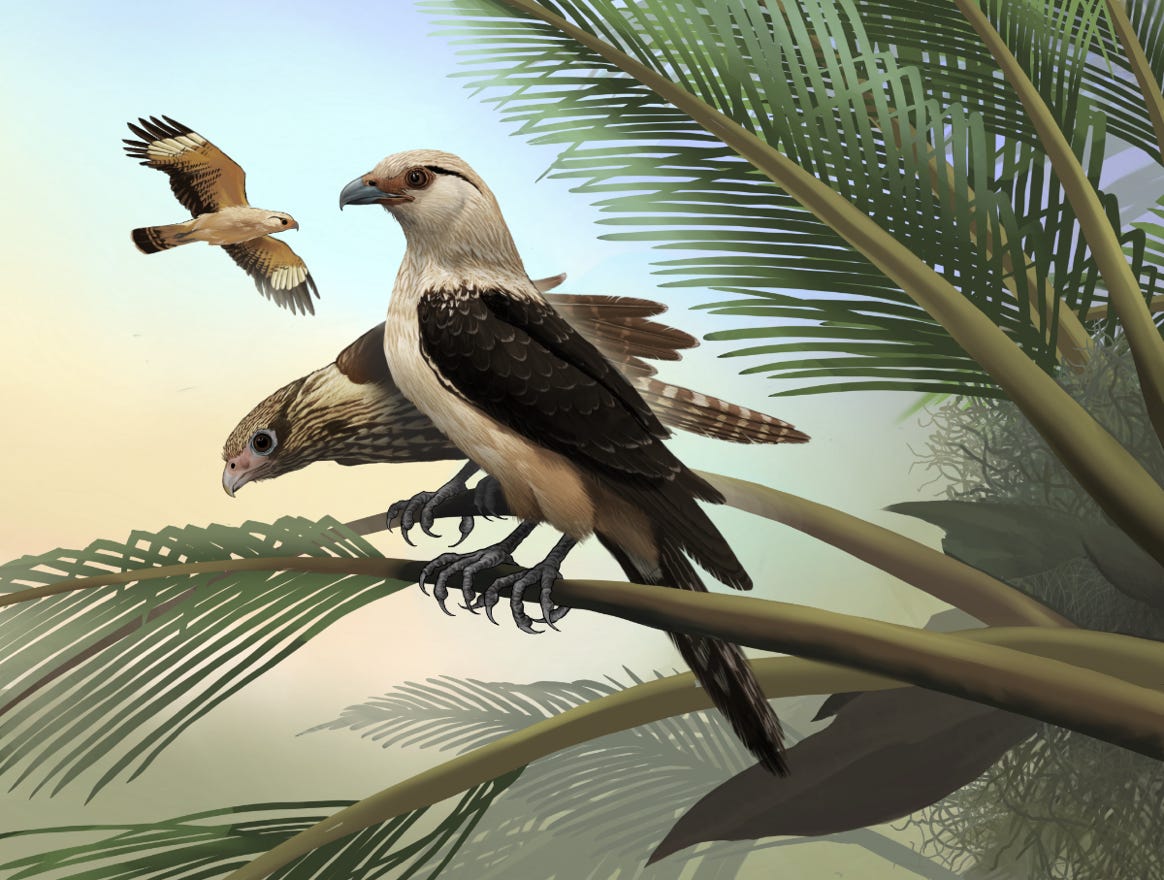 Family Falconidae Genus Milvago. Common to Costa Rica.