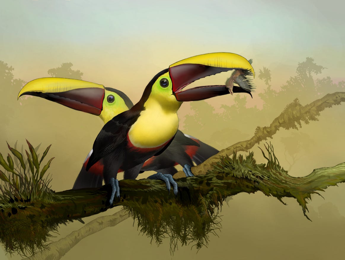 Original art by Bryan Pollock. Atelier trained, Bryan brings the mastery of fine art of line drawing and oil painting to the digital medium. Using Procreate software / app. Family Ramphastidae Genus Ramphastos. Common to Costa Rica. 